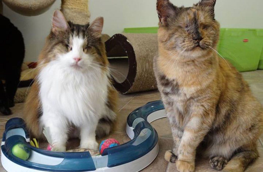 Blind Cat Rescue Sanctuary Goodworld Power Your Cause