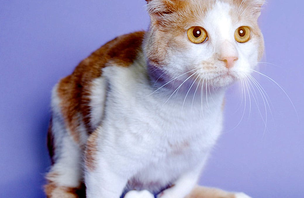 Milos Sanctuary and Special Needs Cat Rescue