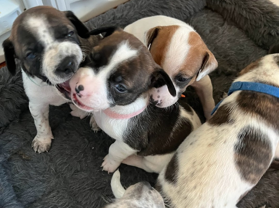 Home Free Animal Rescue