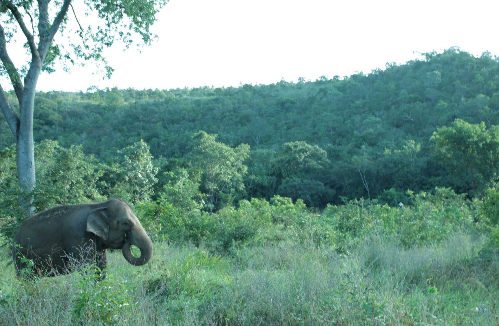 Global Sanctuary for Elephants