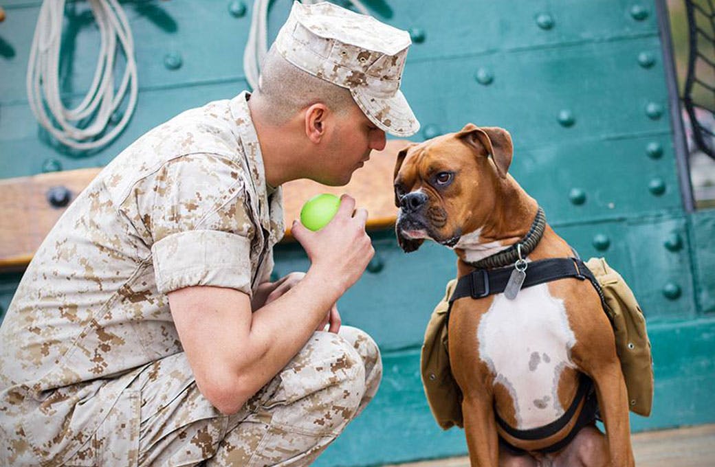 Dogs On Deployment