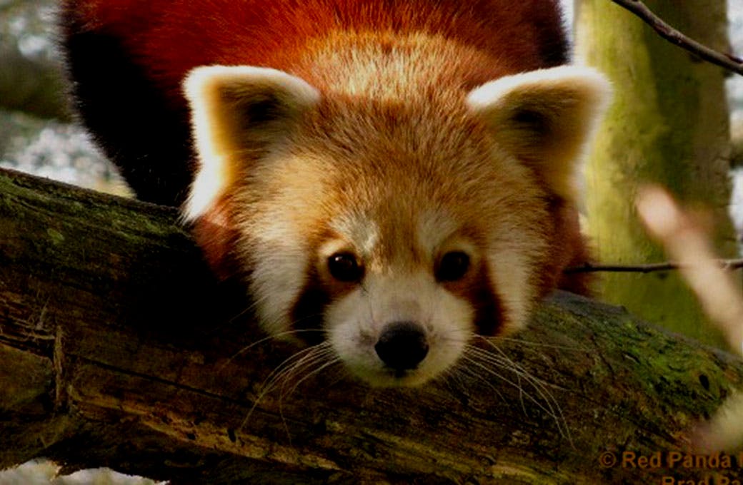 Red Panda Network
