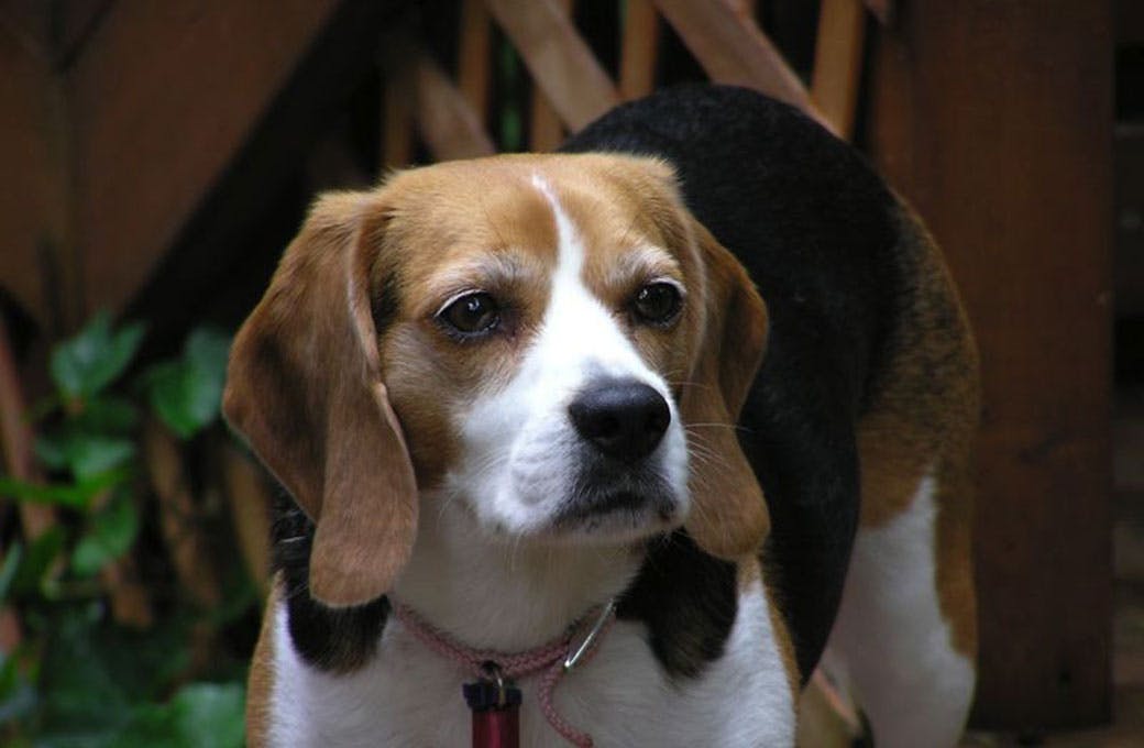 Cascade Beagle Rescue