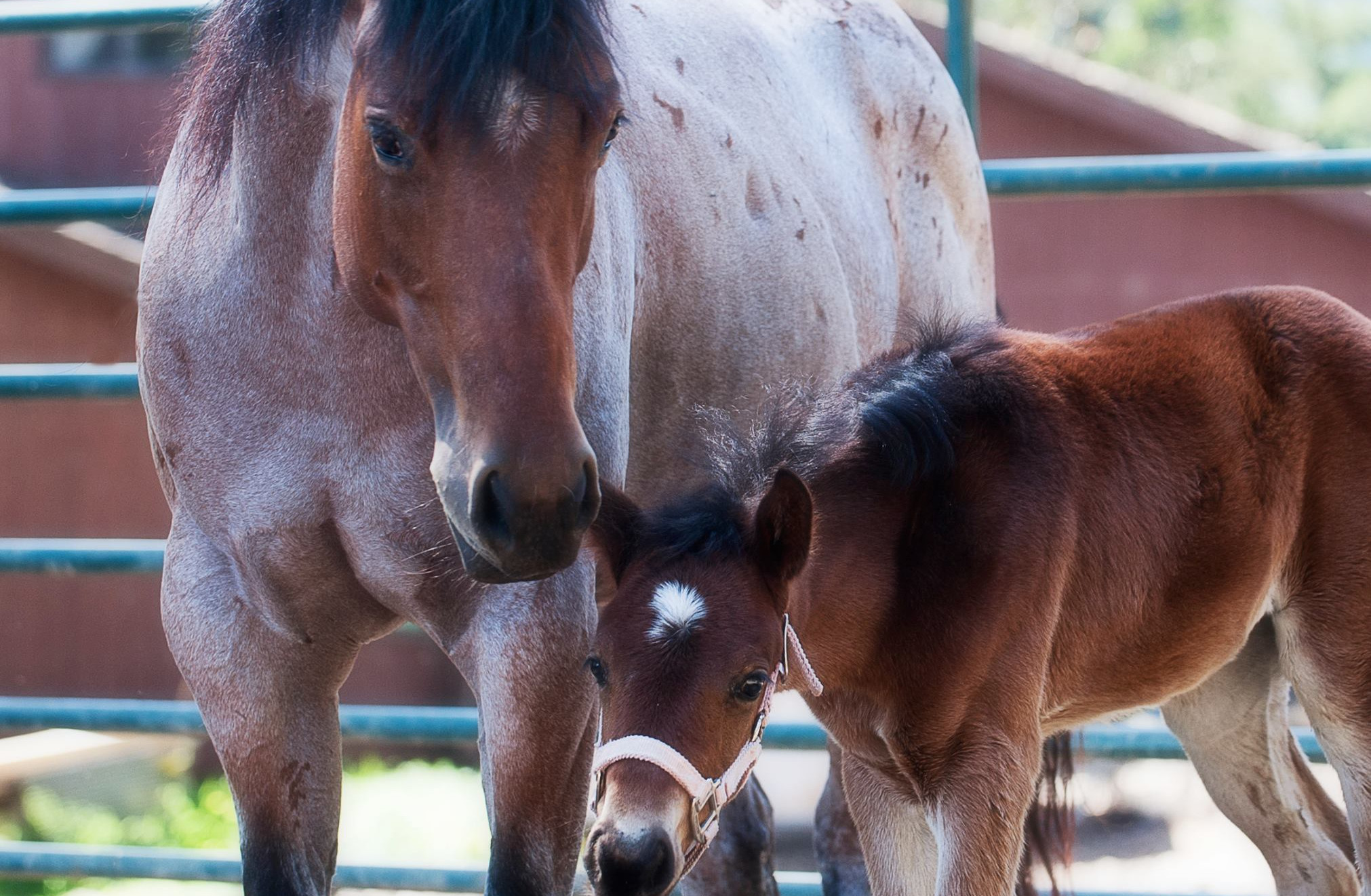 Pregnant Mare Rescue