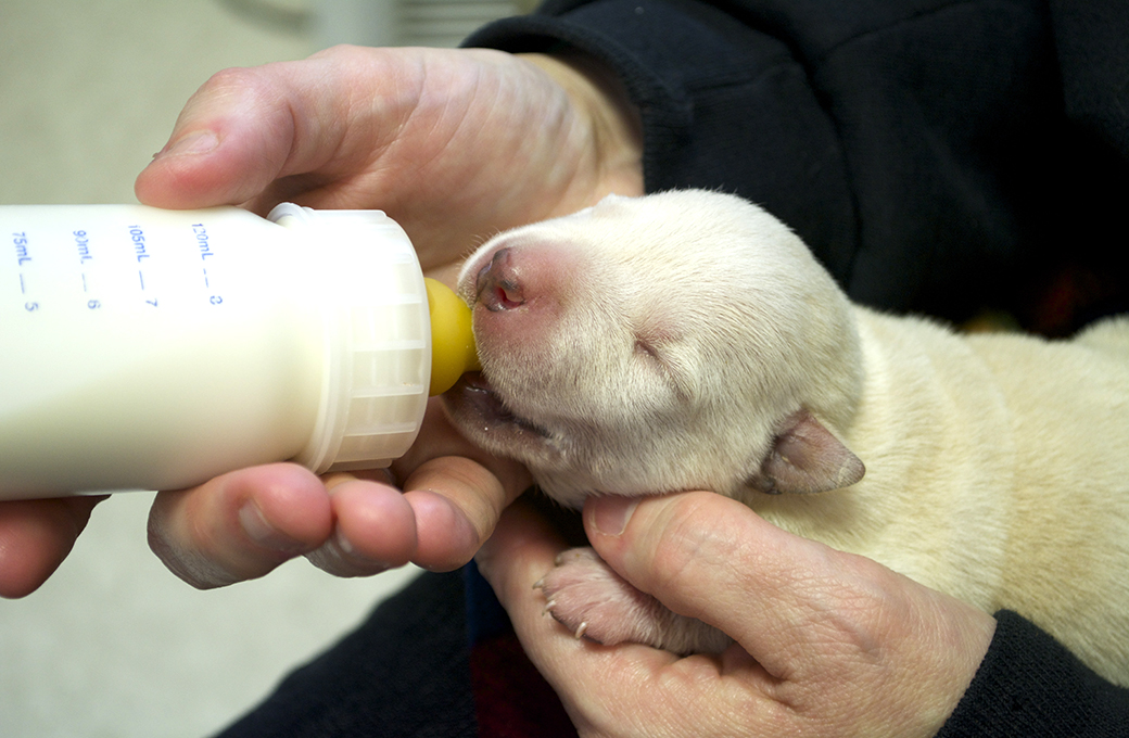 Progressive Animal Welfare Society