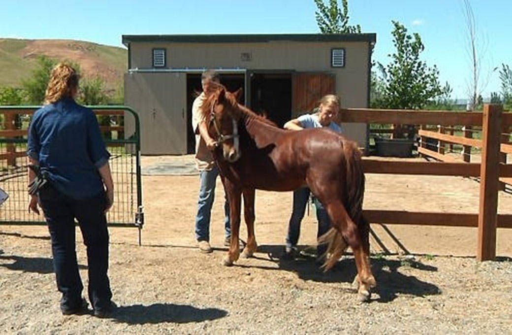 Community Equine Outreach of Eastern Washington
