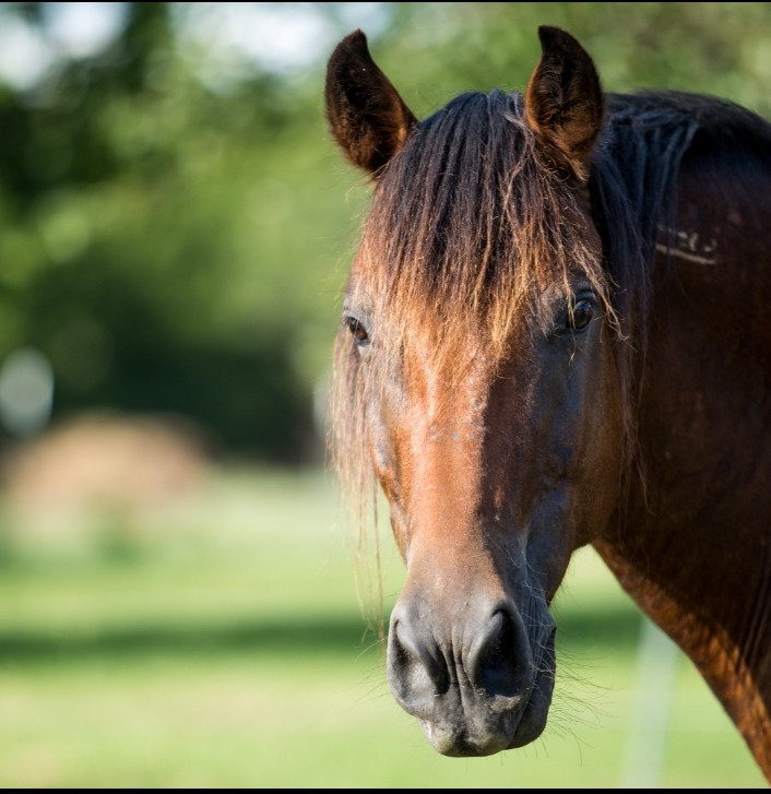 Horses Lives Matter Equine Sanctuary