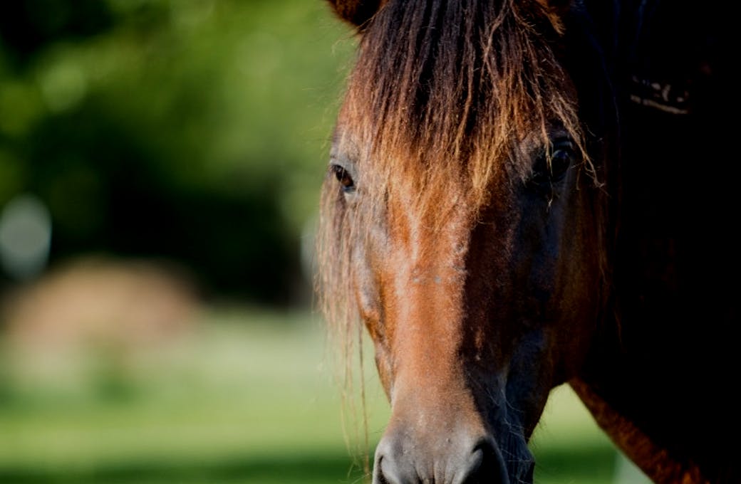Horses Lives Matter Equine Sanctuary