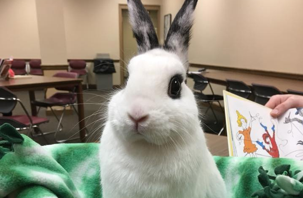 Frisky Ferrets, Fuzzies, & Feathered Friends Rescue