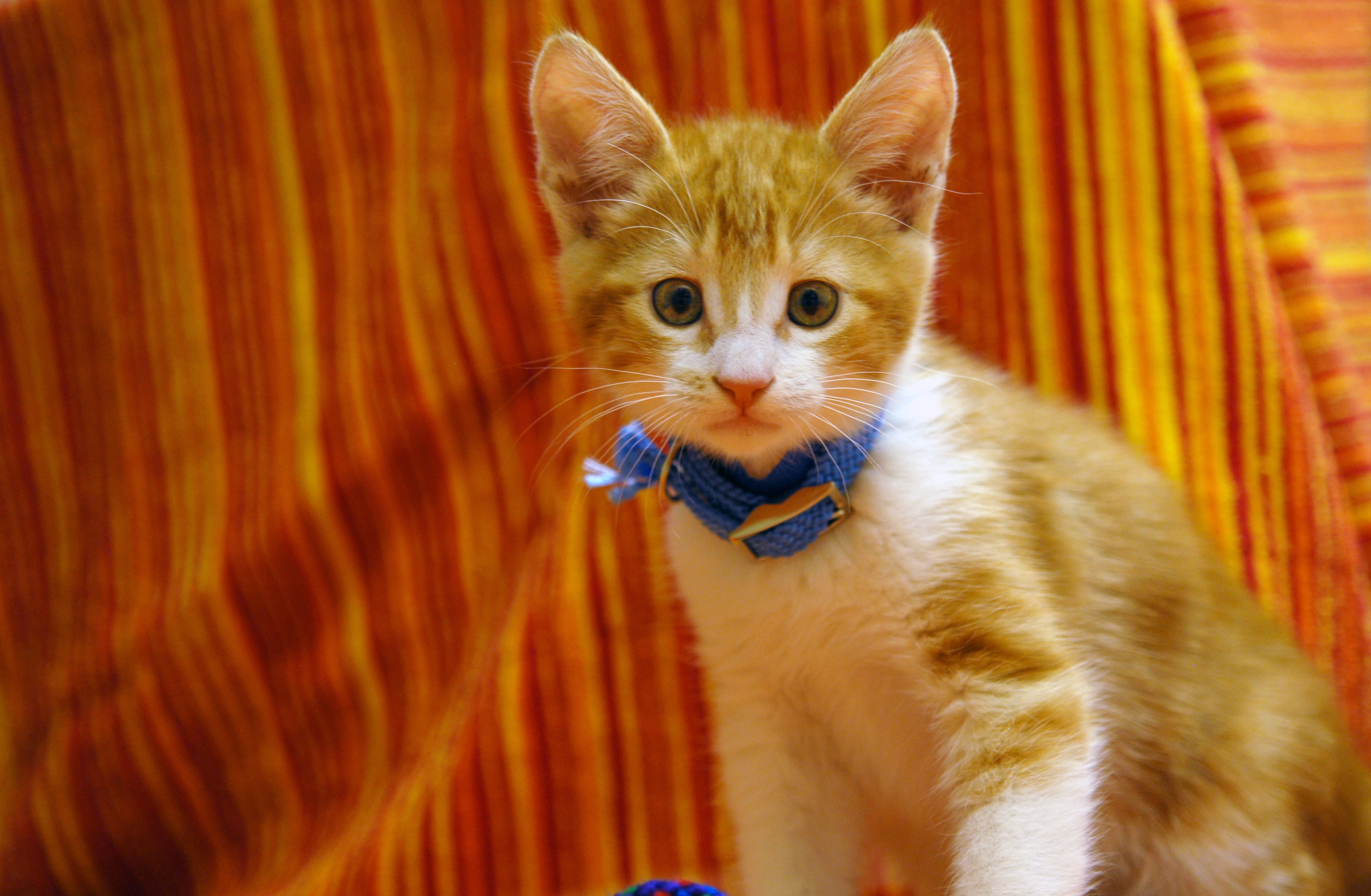 Pasadena Humane Society & SPCA