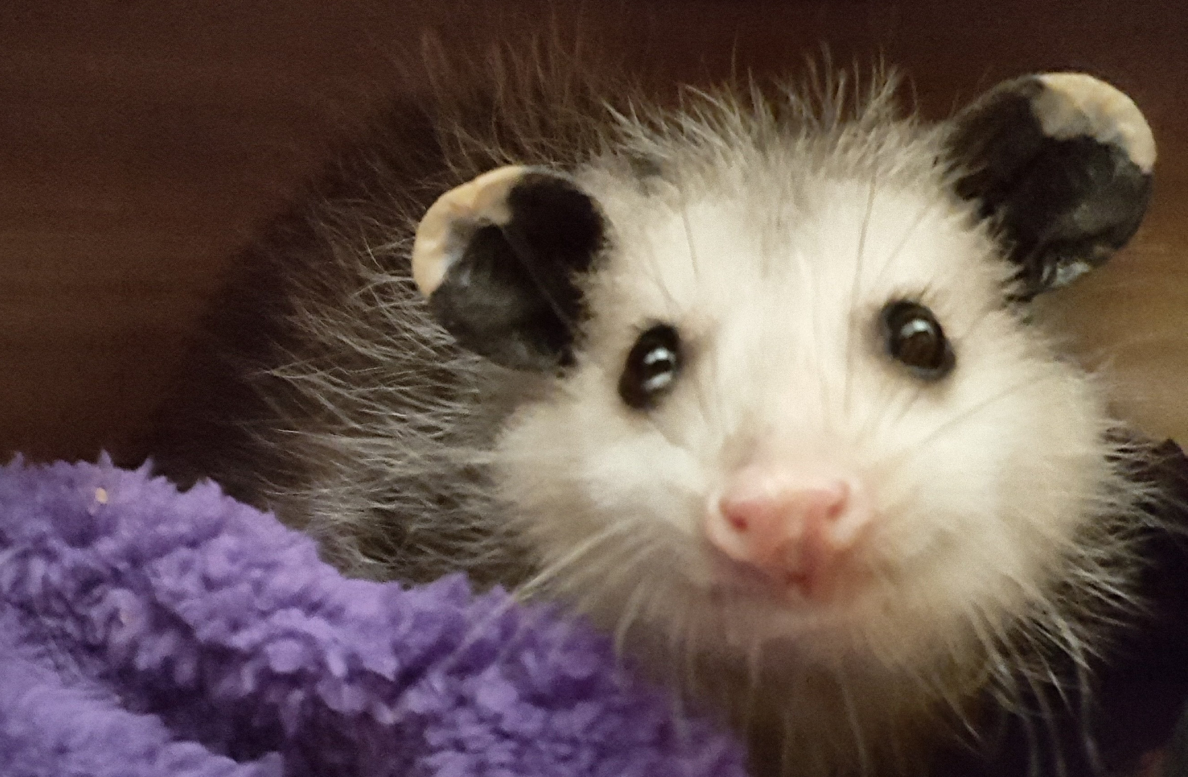 Sweet Binks Rescue, Inc.