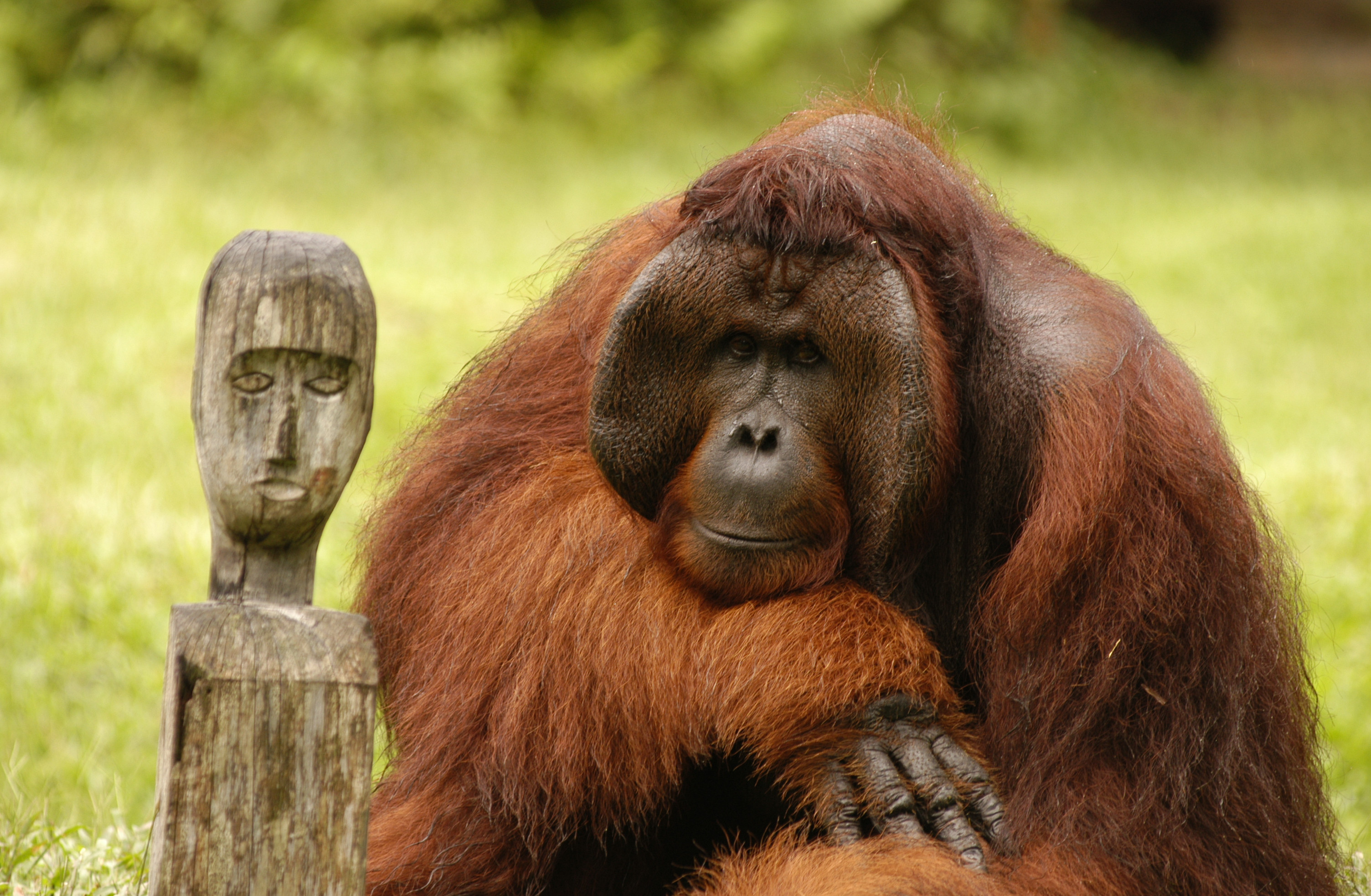 Orang Utan Republik Foundation