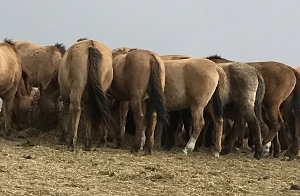 Arizona Forgotten Wild Horse Herd