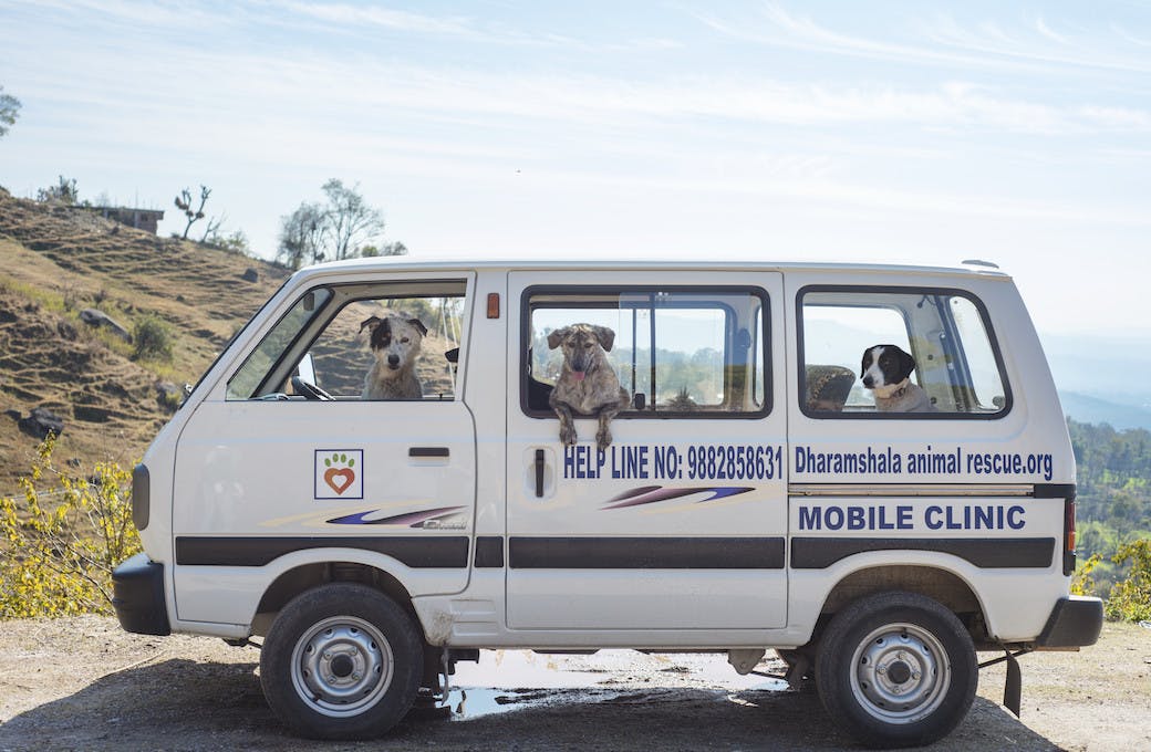 Dharamsala Animal Rescue
