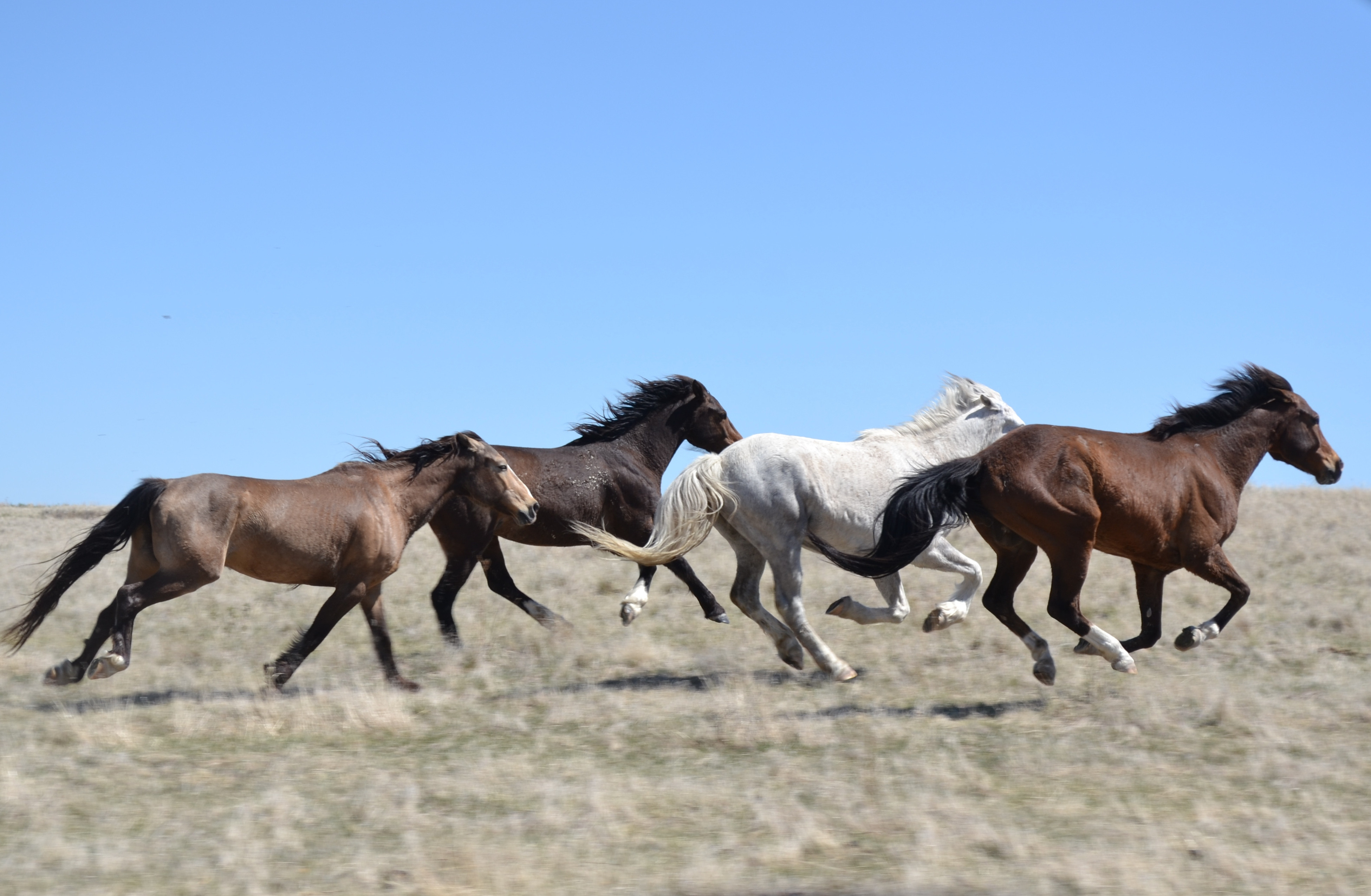 Lifesavers Wild Horse Rescue