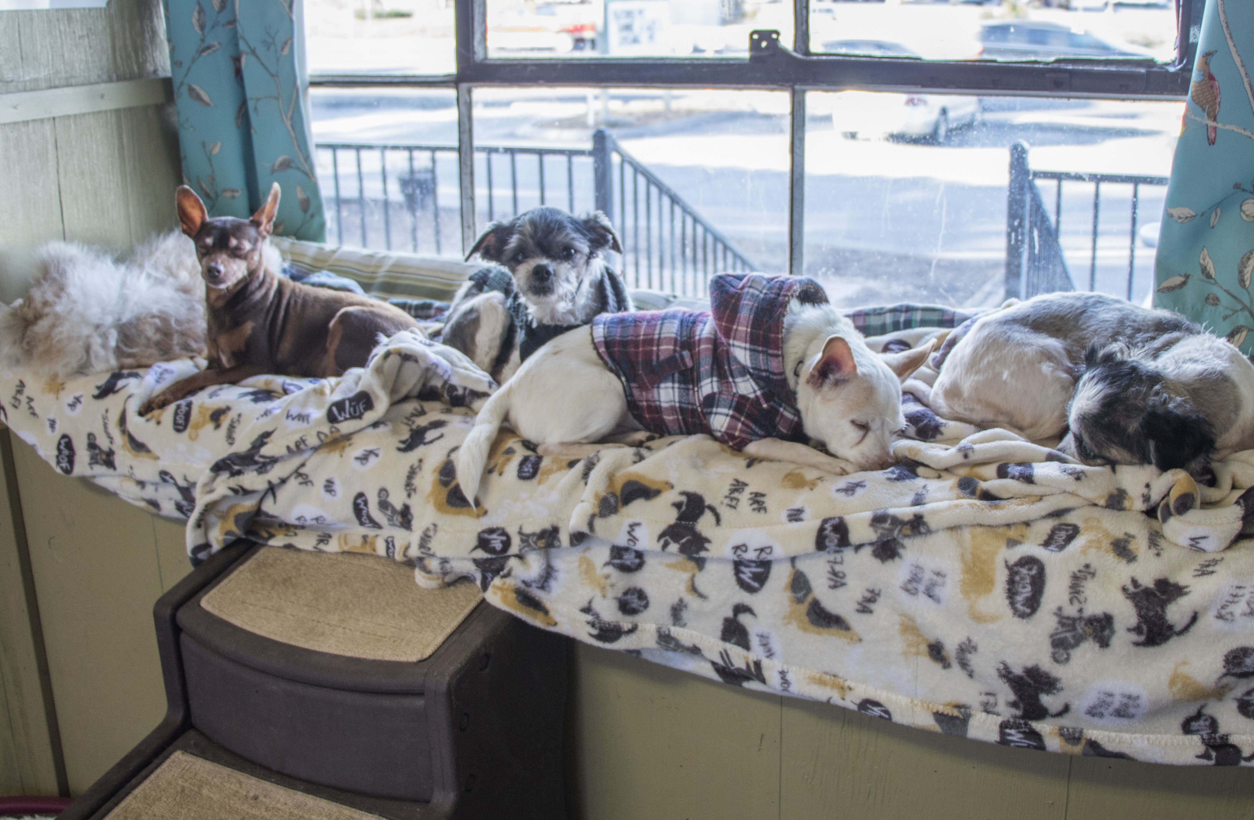 Old Friends Senior Dog Sanctuary