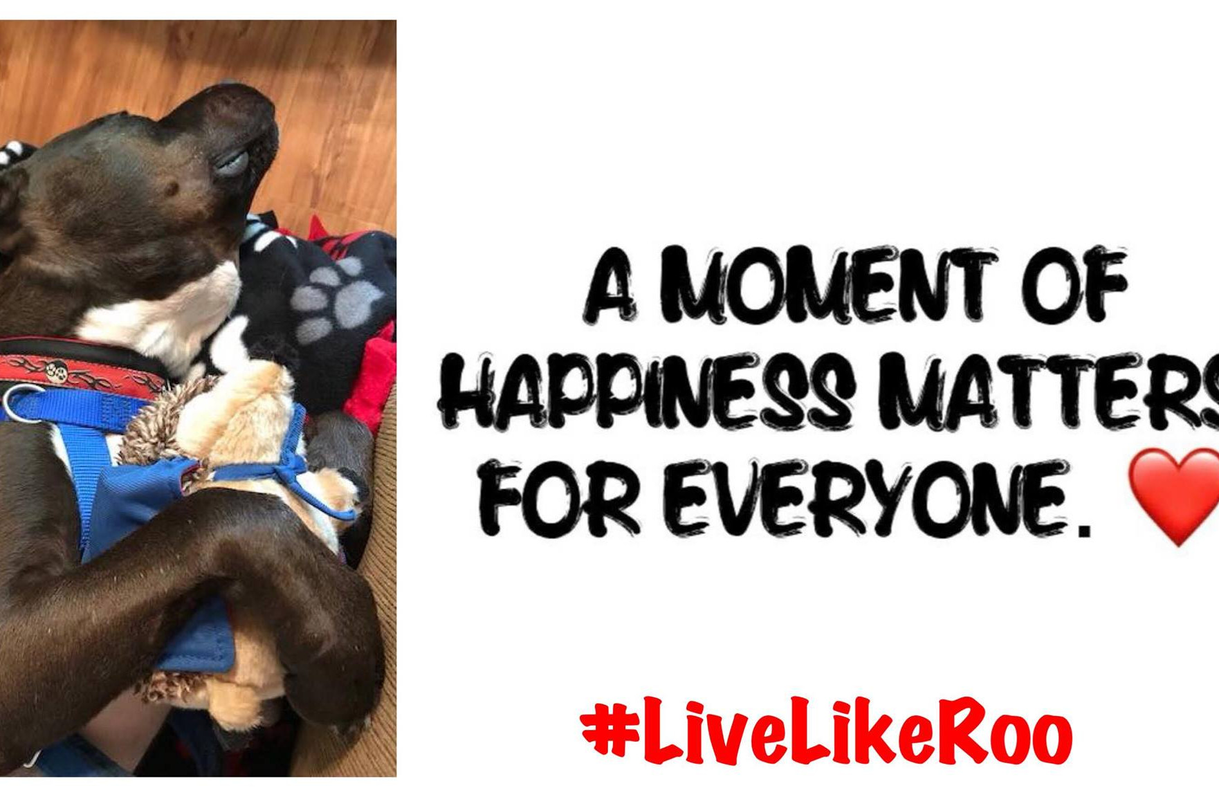 Live Like Roo Foundation