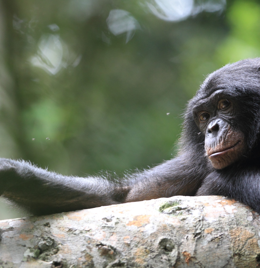 Bonobo Conservation Initiative