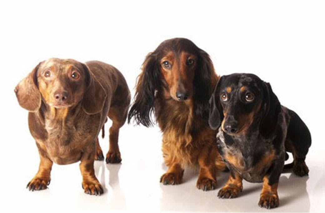 Dachshund Adoption Rescue and Education