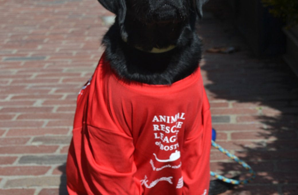 Animal Rescue League of Boston Goodworld Power Your Cause Animal Rescue League of Boston Goodworld Power Your Cause