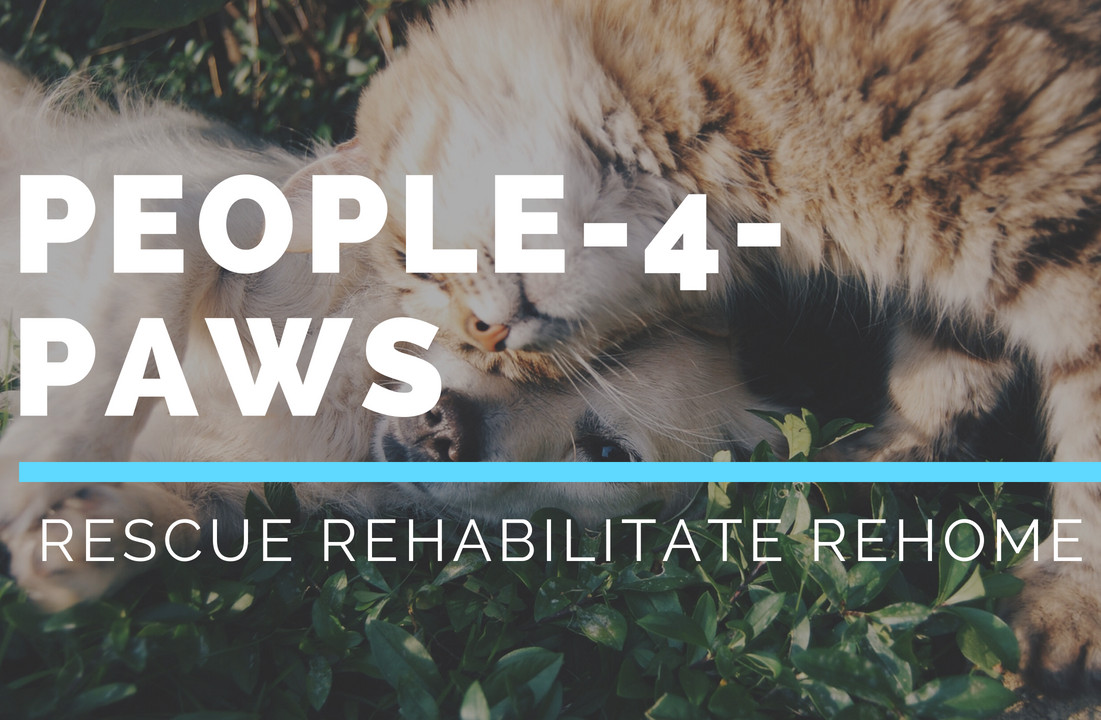 People-4-PAWS Florida