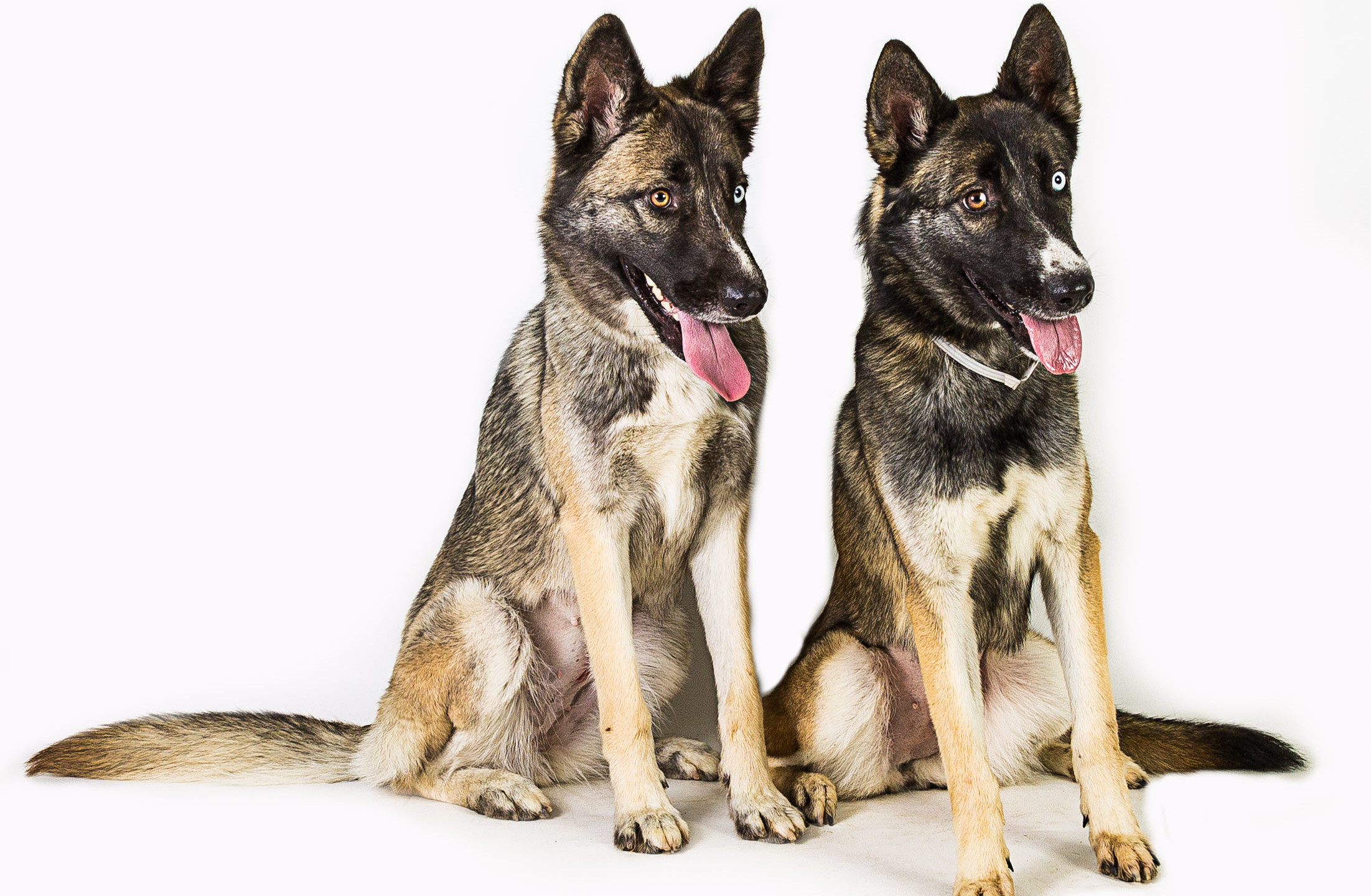 Yavapai Humane Society