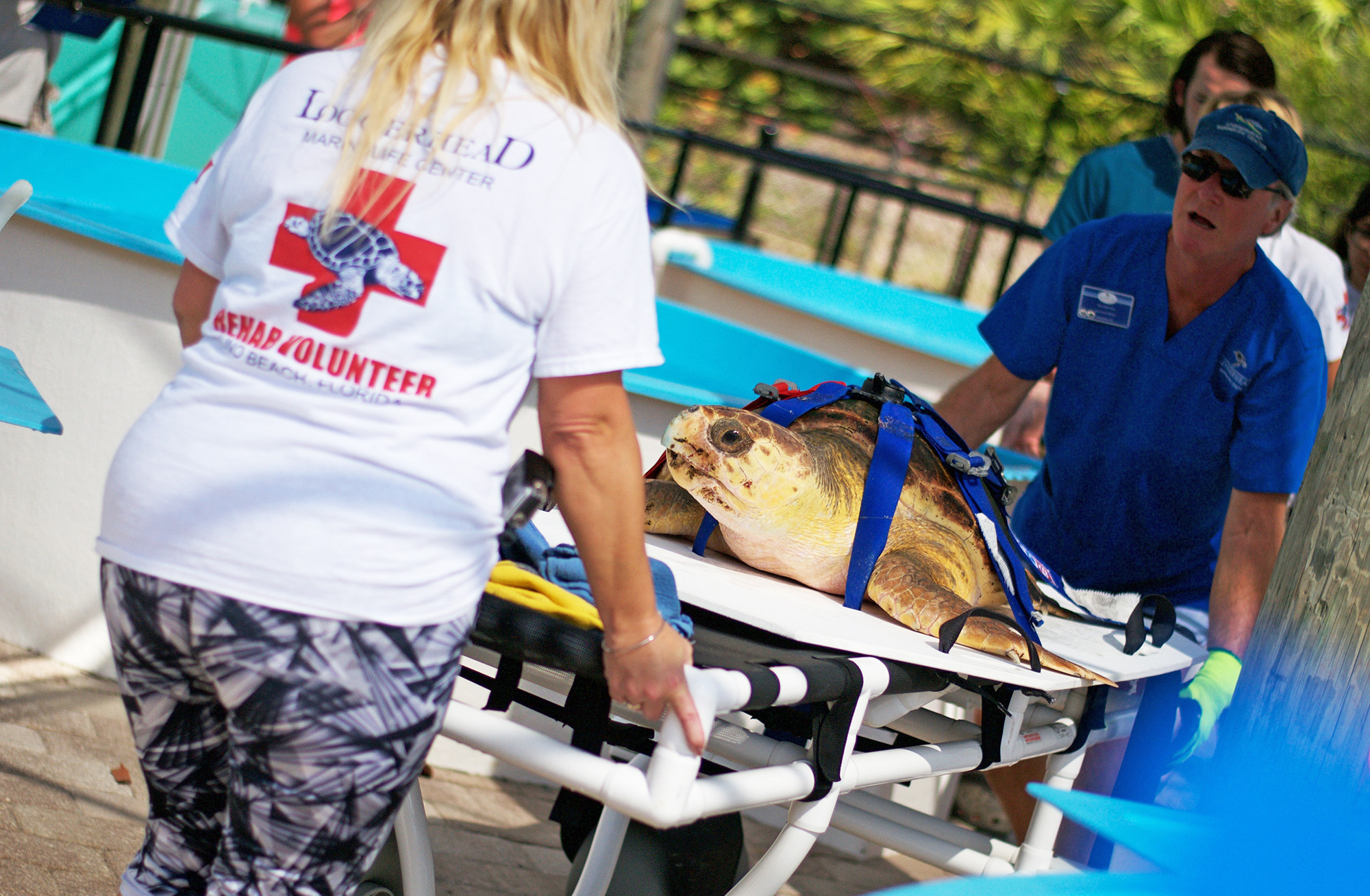 Loggerhead Marinelife Center