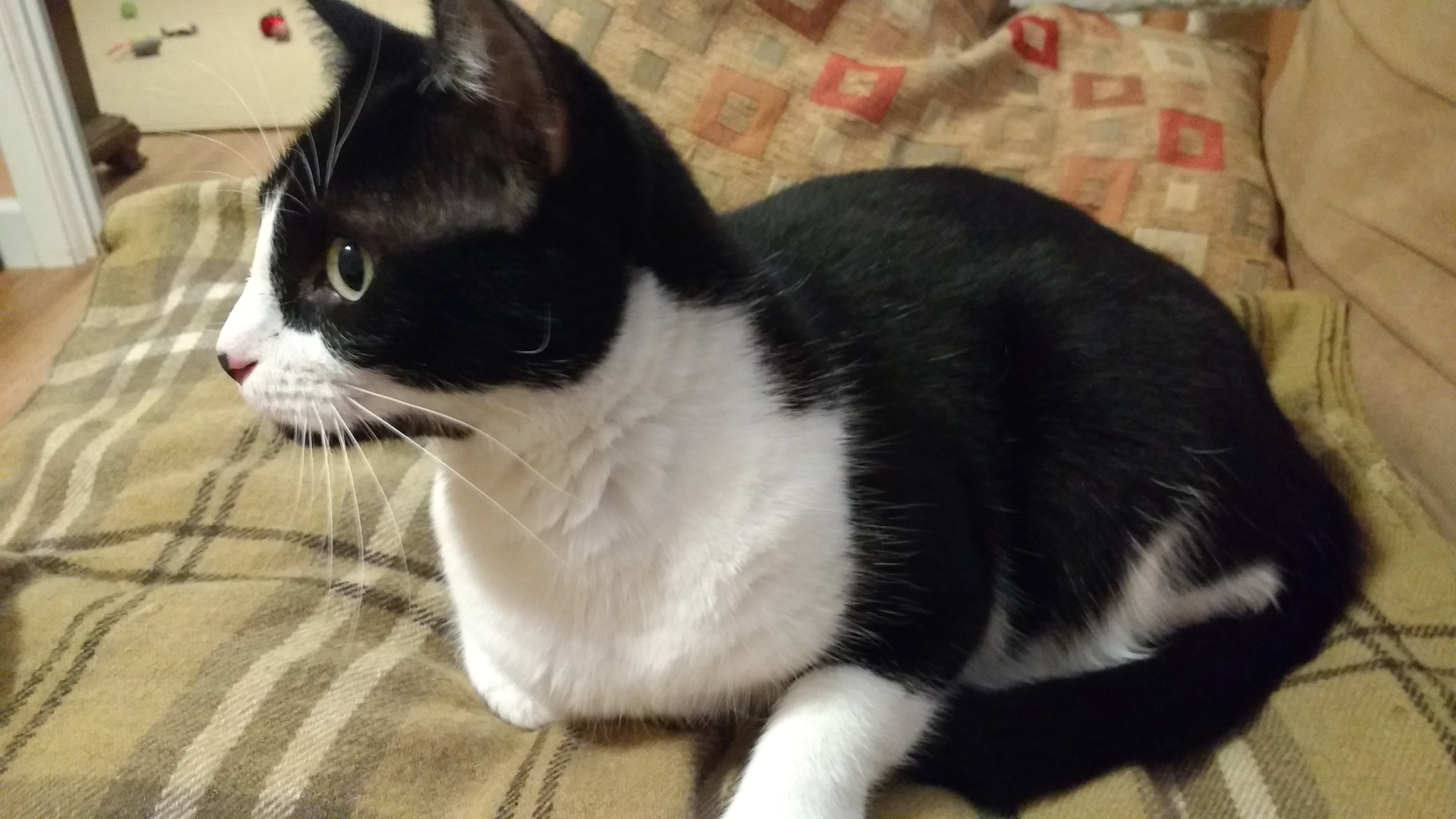 Catnip Casa Cat Refuge